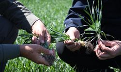 Kasımda yağışlar azaldı, bitki gelişimi için gözler gelecek döneme odaklandı
