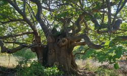 Türkiye'de 10 Bin 503 Anıt Ağaç Koruma Altında