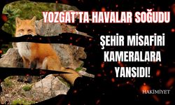 Yozgat’ta Havalar Soğudu: Şehir Misafiri Kameralara Yansıdı!
