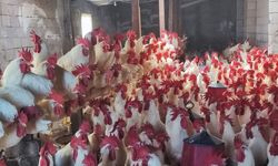 Yozgatlı öğretmen hobisiyle servet sahibi oldu!