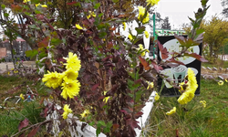 Yozgat’ta Yalancı Bahar: Aralık Sıcağında Güller Yeniden Açtı