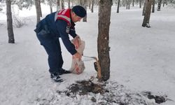 Ormanlık alanlarda dikkat çeken çalışma: Yozgat’ta yaban hayatına kış desteği