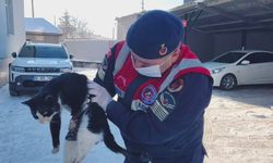 Yozgat’ta Yürek Burkan Görüntü: Yaralı Kedi Kurtarıldı