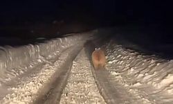 Yozgat’tan Dönerken Karşılaştı! Ayı ile Burun Buruna Geldi