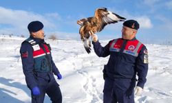 Yozgat'ta Yaralı Bulunan Kızıl Şahin Koruma Altına Alındı