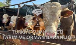 Yozgatlı Üreticiye Büyük Fırsat: Başvurular Başladı!