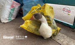 Yozgat’ta Köy Pazarında Kaz Satışları Başladı