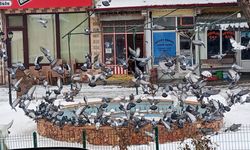 Yozgat'ta O Belediye Kuşları İhmal Etmiyor