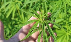 Kenevir nedir, kenevir faydalı mı? Kenevir üretimi neden yasaklanmıştı?