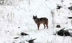 Aman Dikkat! Yozgat'ta Kurt Tehlikesi!