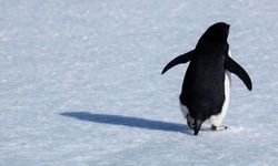 Nihilist penguen ne demek? Nihilist penguen neden gündem oldu?