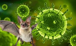 Nipah Virüsü Nedir, Türkiye’de Var mı? İşte Merak Edilen Tüm Detaylar