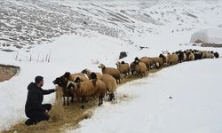 Kar ve soğuk havada besicilerin zorlu mesaisi sürüyor