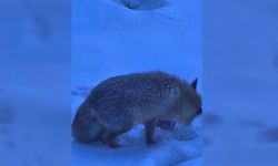 Yozgat Valiliği’nde Renkli Anlar: Davetsiz Misafir Kamerada