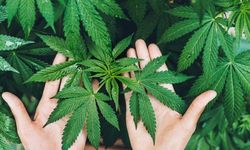 Yozgat’ta Kenevir Üretimine İzin Çıktı! Resmi Gazete’de Yayımlandı