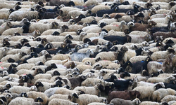 Yozgat’ta Kırsal İçin Kritik Fırsat: Faizsiz 1,2 Milyon TL Destek İçin Süre Daralıyor