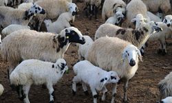 Yozgat'ta Kuzu Ölümleri İçin Müdürlük Açıklama Yaptı