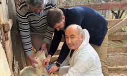 Aydıncık’ta Şap Hastalığına Karşı Saha Çalışması Tamamlandı