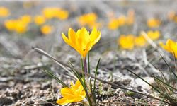 Yozgat'ta Baharın Müjdecisi Çiğdemler Erken Açtı