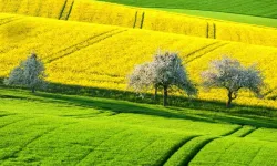 Devlet, Yozgat'ta 18 Dönümlük Tarla Satacak! Şaşırtan Fiyat Açıklandı