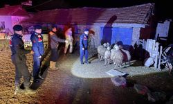 Boğazlıyan'da Hırsızlar Çaldıkları Koyunu Satarken Jandarmaya Yakalandı