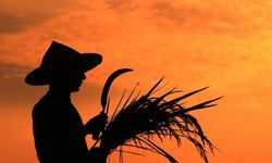 Resmi Gazete’de Yayımlandı: Çiftçiye Yüzde 100 Faiz İndirimi! Kimler Yararlanabilecek?