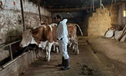 Üreticiler Dikkat! Sorgun’da Şap Aşı Takvimi Resmen Başladı