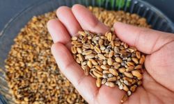 Yozgat’ın Unutulmayan Kuru Yemişi: Kavurga