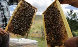 Yozgat'ta Arıcılık Yapılır Mı? Gereken Belgeler Nelerdir?