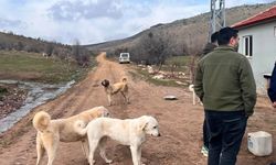 Yozgat'ta Hayvan Bakım Alanı Denetlendi