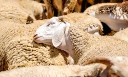 Yozgat'ta Hayvancılık Hibeleri Nasıl Alınır? Üreticiye Can Suyu Destekler