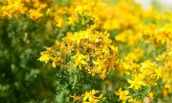 Yozgat'ta kendiliğinden yetişiyor! Cilt yaralarından uykusuzluğa kadar her şeye iyi geliyor