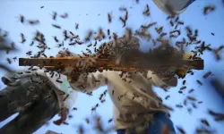 Yozgat'ta Arıcılık Yapılır mı? Devlet Desteği ve Başvuru Şartları