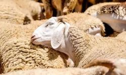 2026 yılı kurbanlık fiyatları ne kadar oldu? Kurban pazarlığı erken başladı