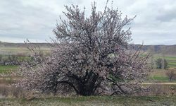 Baharda sıcaklıklar normallerin üzerinde olacak