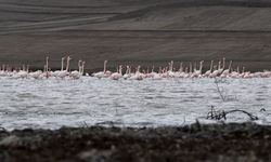Baharın Habercisi Yozgat’ta: Gelingüllü Barajı’nda Flamingo Şöleni Başladı