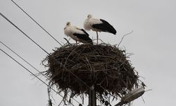 Baharın Habercisi Yozgat’ta: Leylekler Yuvalarına Döndü