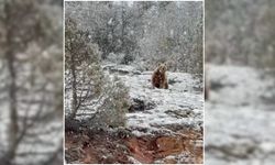 Çayıralan’da Yiyecek Arayan Bozayı Kameralara Yakalandı
