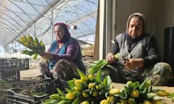 Antalya'da tamamen suyun içinde yetiştiriyorlar. Görenleri şaşırtan yöntemle yılda yarım milyon üretim yapıyorlar