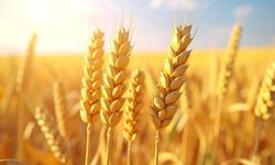 Yozgat'ta Tarım Yapacaklar Dikkat: En Uygun İlçeler Açıklandı