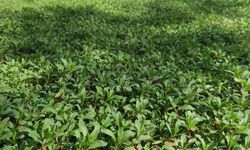 Dağlardan Sofralara: Yozgat’ta Madımak Sezonu Açıldı