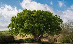 Hastane önünde incir ağacı Yozgat türküsü mü? Hastane önünde incir ağacı sözleri