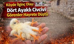 Köyde İlginç Olay: Dört Ayaklı Civcivi Görenler Hayrete Düştü