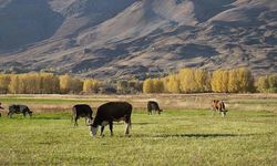 Yozgat'ta Hayvancılık Yapmak İçin Gerekli Belgeler: Arazi Kullanımı ve Tarımsal Destekler