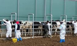 Bölgedeki Üreticiler Dikkat: Yozgat’ta Damızlıklarda Gizli Tehlikeler İnceleniyor