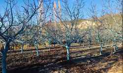 Sarıkaya'da Bahar Hazırlıkları Başladı: Çiftçilere Bordo Bulamacı Uyarısı