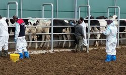 Sarıkaya'da Damızlık İşletmelerinde Kan Testleri Devam Ediyor