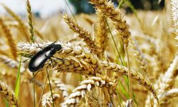 Sarıkaya'da Hububat Tarlalarında Kritik Mücadele: Üreticiler Bilgilendiriliyor