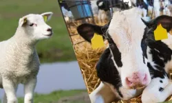 Sorgun İlçe Tarım ve Orman Müdürlüğü Duyurdu: Hayvancılık Destek Başvuruları Başlıyor