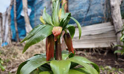 Ters Lale Koparmanın Cezası 700 Bin Lira! "Yılın Sadece 20 Günü Yaşıyor"